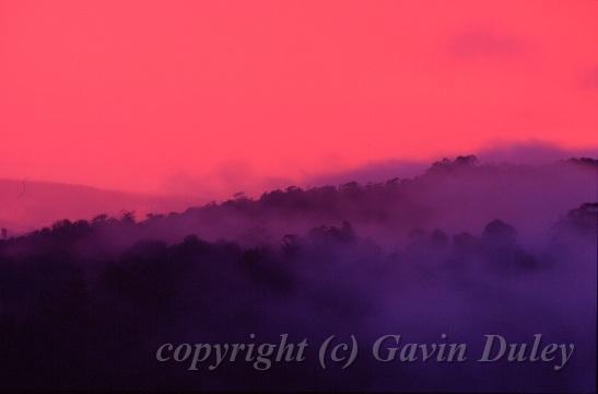 Early morning, Looking towards Binna Burra, Lower Beechmont I.jpg